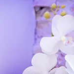Πανσιόν Nerva Cavour Ρώμη